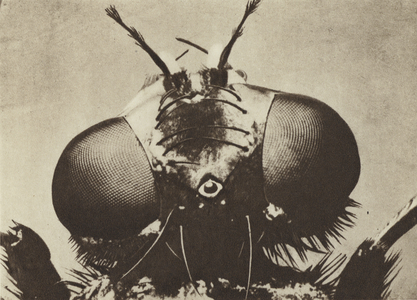 Macro photograph of the head of a common housefly (b/w photo)