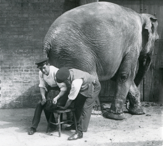 Female Asiatic Elephant having her feet trimmed by her keepers at London Zoo, August 1926 (b/w photo)