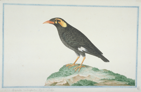 Gracula religiosa
