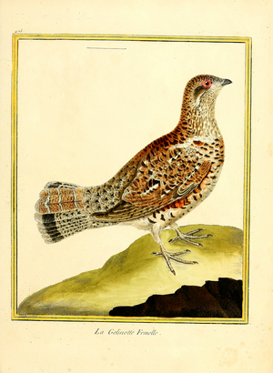 Female Hazel Grouse (print)