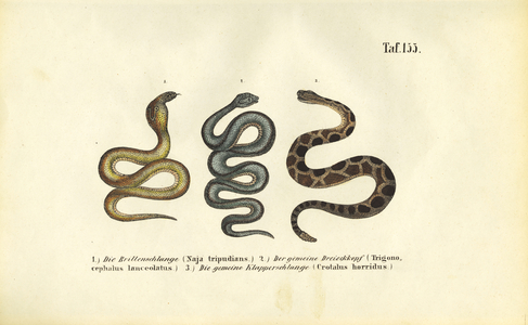 Venomous Snakes: Indian Cobra, Fer-de-lance and Timber Rattlesnake, 1850 (lithography)