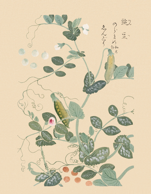 Pisum sativum (pea), 1828-44 (hand-coloured woodblock print)