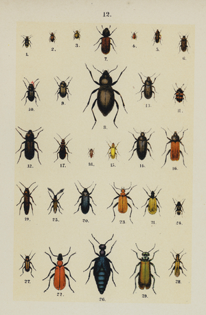 Plate from The Young Beetle-Collector's Handbook (chromolitho)