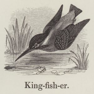 Kingfisher (engraving)