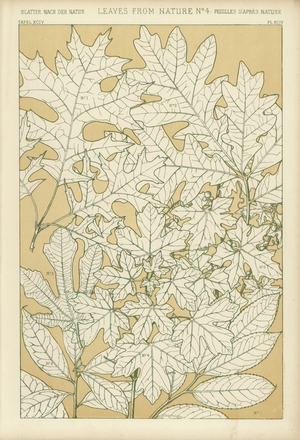 Leaves from Nature (colour litho)
