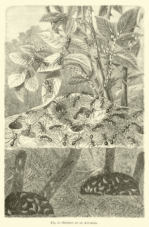 Section of an Ant-hill (engraving)