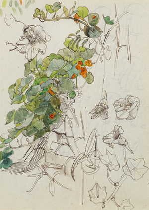 Gourd (w/c over pen & ink on paper)