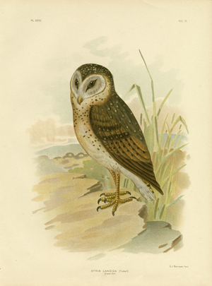 Grass Owl, 1891 (colour litho)