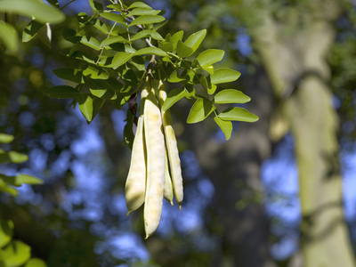 Sophora, 2007 (photo)