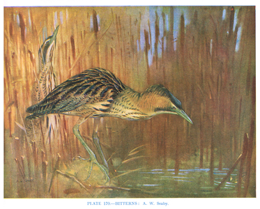 Bitterns, illustration from 'British Birds' by Kirkman & Jourdain, 1966 (colour litho)