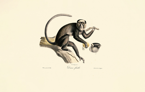White-fronted Spider Monkey (Diane femelle), 1824 (hand-coloured litho)