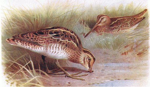 Common Snipe, from Birds of the British Isles and Their Eggs published by Frederick Warne & Co Ltd, 1958 (colour litho)