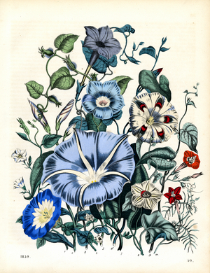 Diversity of Morning Glory and Bindweed Species (hand-coloured litho)