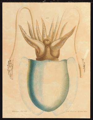 A Cuttlefish Study, 1881 (graphite and watercolour)