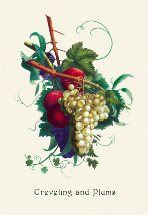Creveling Grapes and Plums, 1911 (print)