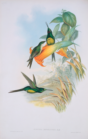 Heliodoxa imperatrix
