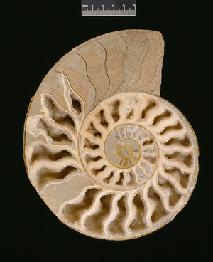 Brasilia bradfordensis