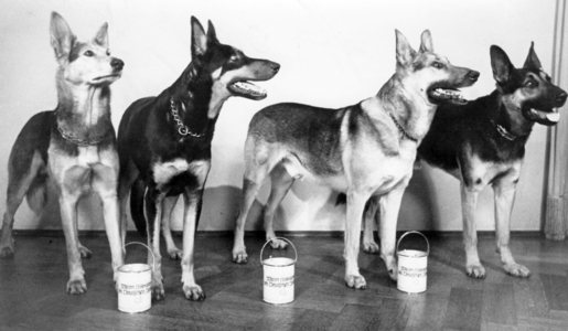III Reich - Donations for the Winter Relief Fund, 1937 (photo)