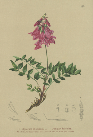 Alpine  (Hedysarum obscurum, Hedysarum hedysaroides) (colour litho)