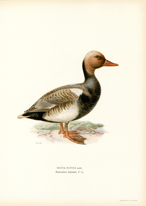 Red-crested Duck (colour litho)
