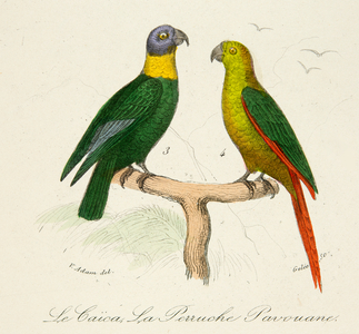 le caïca et la perriche pavouane, 18th century (Engraving)