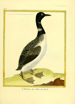 Razorbill from the Northern Seas (print)