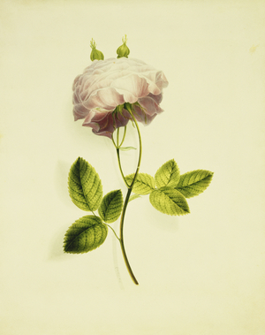A Pink Rose, (pencil and watercolour)