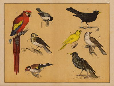 Birds (colour litho)