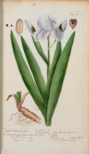 (Garden) Flower-de-Luce. An iris, from 'A Curious Herbal...' by Elizabeth Blackwell, 1737 (hand-coloured engraving)