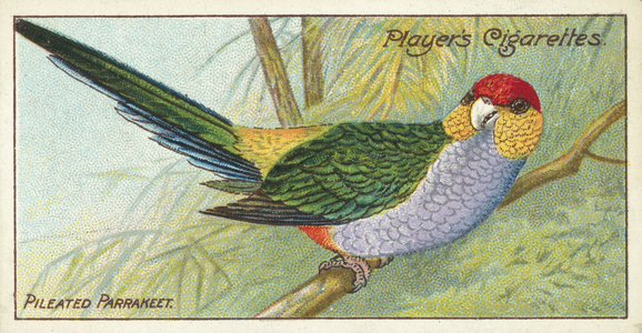 Pileated Parrakeet (chromolitho)
