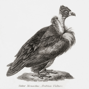Arabian vulture, aka Lappet-faced vulture or Nubian vulture, from "The National Encyclopaedia: A Dictionary of Universal Knowledge", published c. 1890 (engraving)