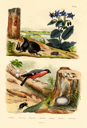 Pine Weevil, 1833-39 (coloured engraving)