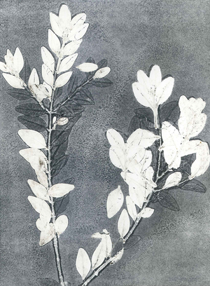 Midnight Garden III, 2015 (monoprint on paper)