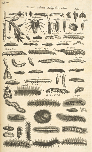 Tab XIX, Caterpillars, Illustration from from 'Historiæ naturalis de quadrupetibus', 1657 (engraving)