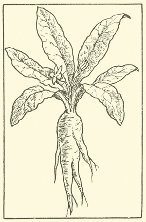Mandrake (litho)