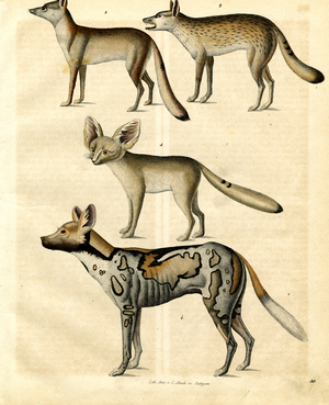 Wild Dog Species and an African Wild Dog (hand-coloured litho)