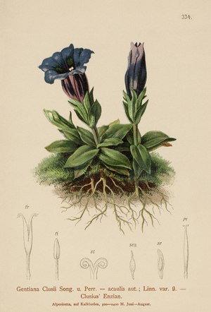 Clusius' Gentian (Gentiana Clusii, Gentiana acaulis) (colour litho)