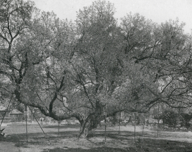 London Trees: Mulberry at Mildmay Park (b/w photo)
