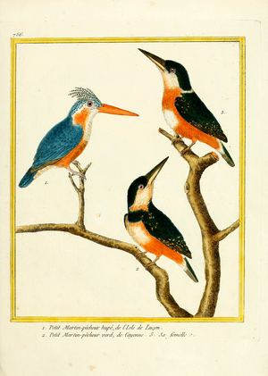 Kingfishers from Luzon and Cayenne (print)