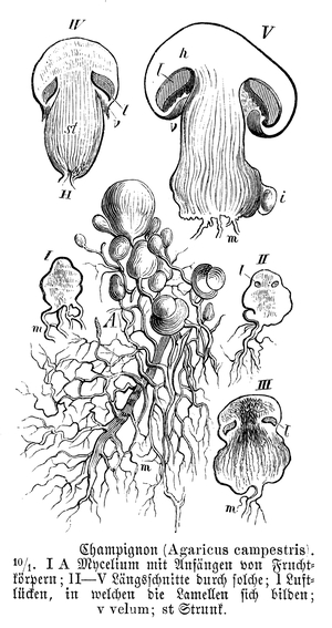 White mushroom