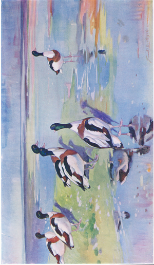 Sheld Ducks on mudflats (litho)