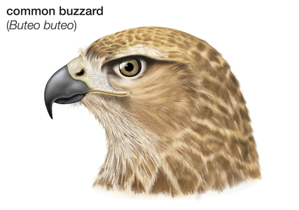 Head of common buzzard (Buteo buteo)