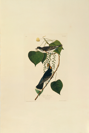 Tyrannus tyrannus, Eastern Kingbird, Plate 79 from John James Audubon's Birds of America, original double elephant folio, 1827-30 (hand-coloured aquatint)