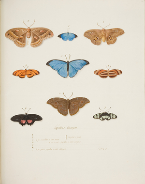Foreign Butterflies, c.1755-65 (w/c on paper) 