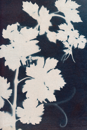Grape leaves., 2023 (cyanotype)