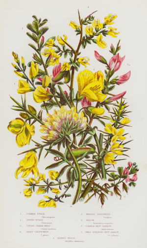 The Flowering Plants of Great Britain, c.1880 (litho)