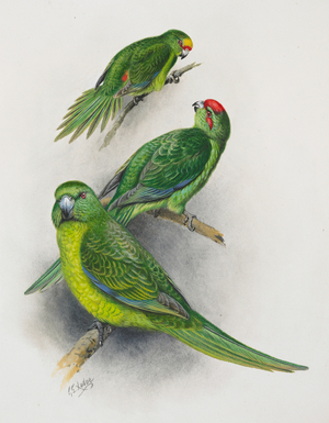Yellow-crowned, Red-crowned and Antipodes Island Parakeets, 1913-14 (w/c on paper)