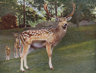 Fallow Deer Buck, Cervus dama (coloured photo)