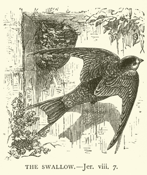 The Swallow, Jer, viii, 7 (engraving)