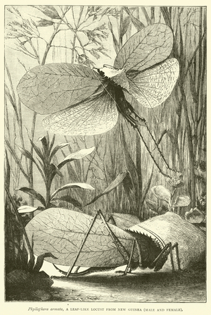 Phyllophora armata, a Leaf-Like Locust from New Guinea, Male and Female (engraving)